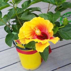 Meet your Posher, Janet